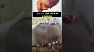 Liver II Anatomical position II Anatomy II full video link in description anatomy liver medical [upl. by Aniez]