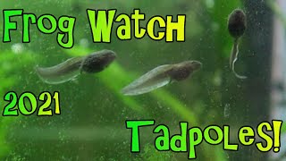 Tadpoles Have Arrived  Frog Watch 2021  From Frog Spawn to Tadpole [upl. by Attehcram]