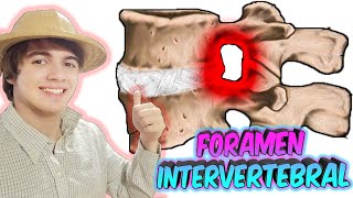 FORAMEN INTERVERTEBRAL  APRENDELO AQUÍ ULTRA FÁCIL🦴🦴 [upl. by Allenaj207]