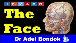 Anatomy of the Face Dr Adel BondoK [upl. by Grace]