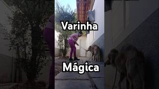 Treino de target stick dogshorts pets adestramento cão dog viralata clickertraining cachorro [upl. by Yrrah]