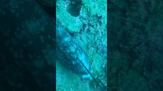 Mediterranean Spearfishing BIG GROUPER mediterranean spearfishing fishing fish [upl. by Ahsyak]