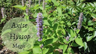 The Magic of Anise Hyssop [upl. by Pelpel]