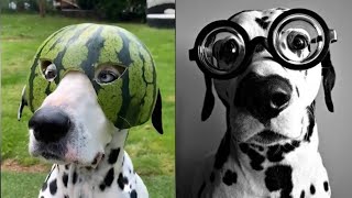 Funniest amp Cutest Dalmatian  TikTok Compilation 2021  101 Dalmatians [upl. by Aerdnna106]