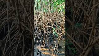 Mangrove Forest Honnavar Karnataka [upl. by Anitsuga150]