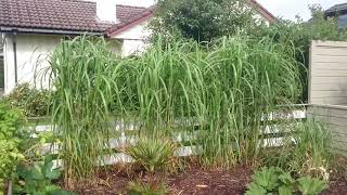 miscanthus x giganteus grow update 2nd year grow 220cm [upl. by Latsirk]