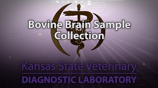 Bovine Brain Sample Collection [upl. by Metzger]