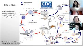 Plasmodium paludismo [upl. by Ragas129]