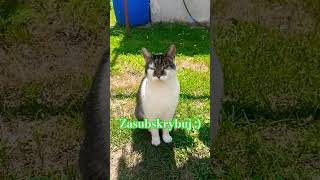 Kotka Pysia zwariowała 😹 cat kot viralvideo shorts funny comedy [upl. by Pelletier652]