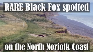 RARE Black melanistic fox at Sheringham North Norfolk caught on camera 29th June 2021 [upl. by Starkey]