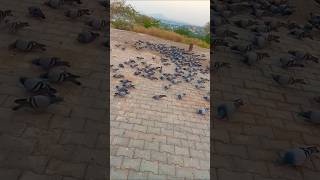 badshah music rap song kabootarandakaisedetihai pigeon newsong birds [upl. by Idnyc]