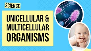 Unicellular and Multicellular Organisms  Science Lesson [upl. by Ratib]