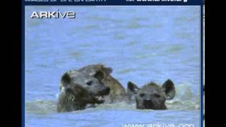 Spotted hyenas bathing in water  ARKive [upl. by Rednav]