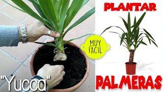 COMO REPRODUCIR UNA PALMERA FACIL cómo plantar una palmera Planta tipo palmera Yucca Consejos Yuca [upl. by Neuburger]