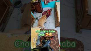 Naughtiness 🤣song music trending shortvideo funny coco doglover dog pets cute dogowner [upl. by Llamaj]