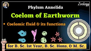 Coelom of Earthworm II Coelomic fluid II Zoology II B Sc amp M Sc [upl. by Yhcir]