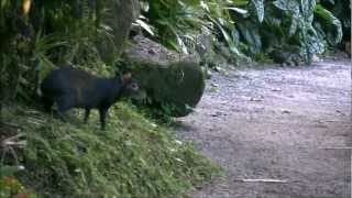 Agouti at Papillote Wilderness Retreat [upl. by Okime]