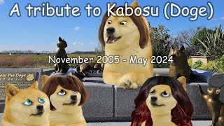 A tribute to Kabosu Doge [upl. by Arteid]