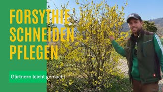 Forsythie schneiden lernen 🌻 Richtig Forysthien zurückschneiden [upl. by Fridell261]