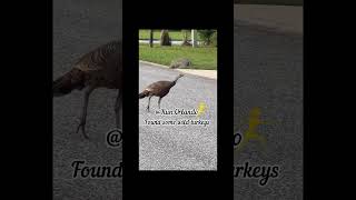 Found some wild Turkeys 🦃 Running 💯 Miles for October shorts florida turkey run shortvideo [upl. by Ehudd555]