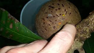 Fruiting container grown Mamey Sapote [upl. by Penn]