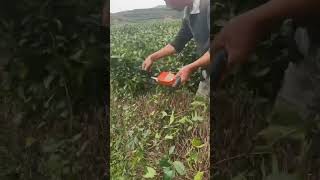 Agricultural Handheld Single Man Hedge Trimmer [upl. by Mikihisa]