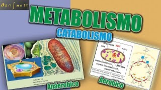 Metabolismo Parte 5 Catabolismo Aerobio y anaerobio comparación de Anabolismo y Catabolismo [upl. by Peedsaj54]