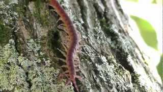 Centipede Chilopoda  Cryptops hortensis  Scolopendromorpha Florianópolis [upl. by Eille]