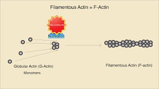 Microfilaments Structure Assembly and Function [upl. by Nnoved]