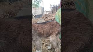 Rs kahalgoan goat farm nimoniya ka ilaaj baccha [upl. by Eelnayr]