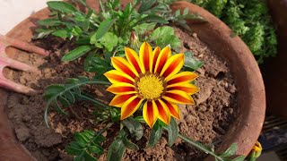 How to Grow and Care Gazania Plant  Care of Gazania Plant [upl. by Arivle]