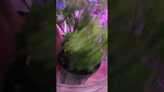 Ming Aralia Peacock Fern Zygo Cactus 🌵 [upl. by Laverne]