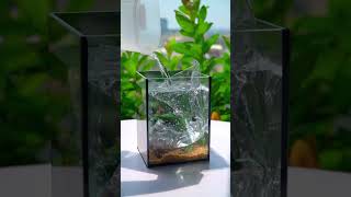 Betta fish tank setup 🥰 bettafish breeding shorts [upl. by Knapp]