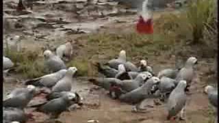 African Grey Parrots in the Wild [upl. by Jarietta331]