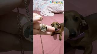 Unboxing My pet helped me unwrap the gift herself it was so excitingdog customized jewelry [upl. by Eicram755]