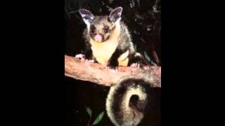 Yellow Bellied Glider call  Sherbrooke Forest [upl. by Eelrahs390]