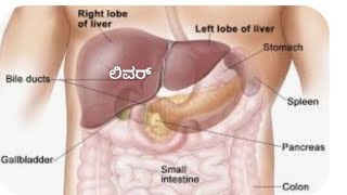 ಲಿವರ್ ಗೆ ಹಾನಿಕರವಾದ ಹತ್ತು ಆಹಾರ ಕ್ರಮಗಳು [upl. by Netsirc547]