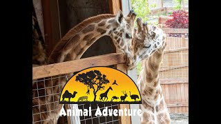 Oliver amp Johari Cam  Animal Adventure Park [upl. by Portwine]