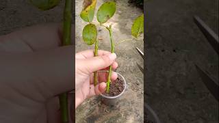 How to grow red rose flower plant shorts [upl. by Lairret102]