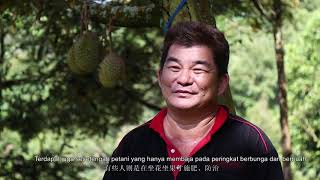 Durian Fertiliser Program  EP2  We Farm We Care [upl. by Premer]