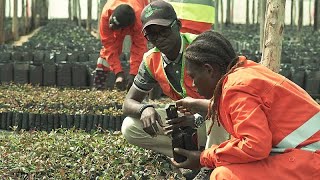 Regreening Angola raising tree seedlings and awareness for reforestation [upl. by Clower772]