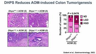 Hypusine and electrophilic stress in colitis and colon carcinogenesis [upl. by Aalst]