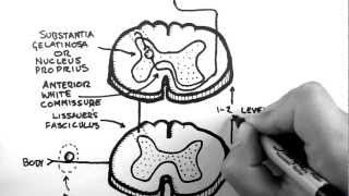 Spinal Pathways 3  Spinothalamic Tract [upl. by Eanar]