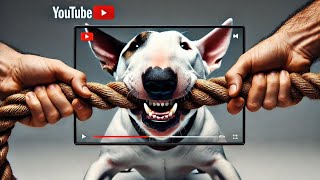 Bull Terrier How This Dog Will Surprise Everyone [upl. by Hallam588]