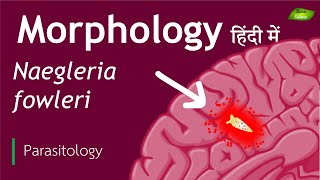 Naegleria fowleri in Hindi Morphological features  Parasitology  Basic Science Series [upl. by Daley909]