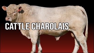 🔴 Are CHAROLAIS Cattle Docile  Biggest Bulls And Cows [upl. by Egap]