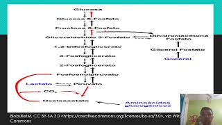 GLUCONEOGENESIS PATHWAY [upl. by Neyuq]