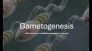 Gametogenesis [upl. by Dedric8]