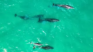 GOLFINHOS na Praia Brava em Florianópolis Espetáculo da Natureza Golfinho DRONE 4K [upl. by Briano]