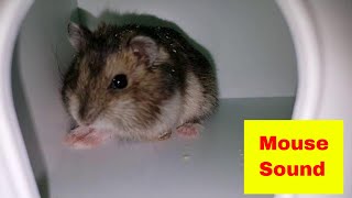 🔴 MOUSE SOUND  Little mouse squeaking  Funniest Baby Mice Compilation [upl. by Eerihs504]